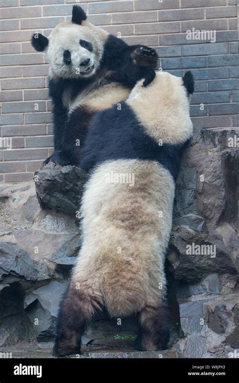 Giant Panda Twins Chengda And Chengxiao Play With Each Other At The