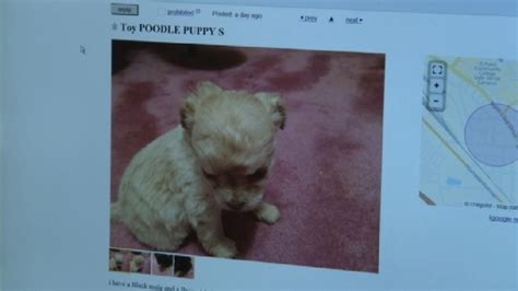 Get direct access to craigslist sf through official links provided step 1. Craigslist Dallas Puppies By Owner - Puppy And Pets