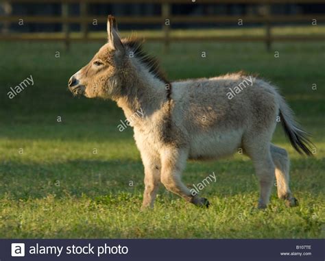 Download This Stock Image Miniature Sicilian Donkey Weanling Running