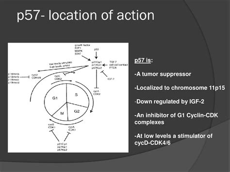 Ppt P 57 And Beckwith Wiedemann Syndrome Bws Powerpoint Presentation