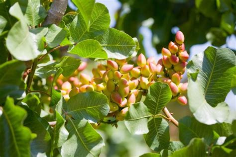 Proper Nutrition Of Pistachio Trees Pistachio