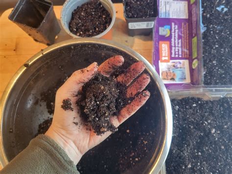Starting Flower Seeds Indoors A Step By Step Guide