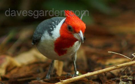 Detailed Information On Red Crested Cardinal Paroaria Coronata