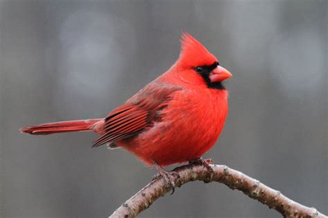 Northern Cardinal Bird Perched On Brown Tree Branch Hd Wallpaper