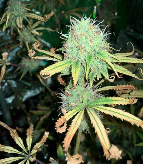 Northern Lights Feminized Seeds For Sale By Seed Stockers Herbies