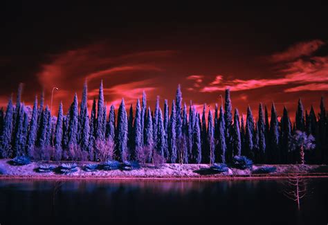 Red Sky Under Purple Trees 4k Wallpaperhd Nature Wallpapers4k
