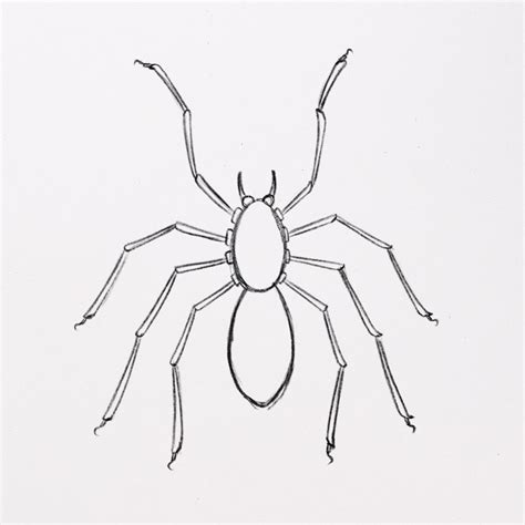 How To Draw A Spider With Amazing Details 🕷️