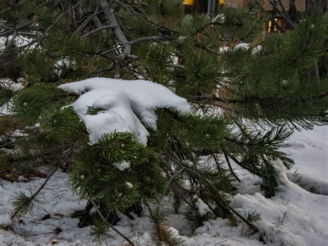 Snow Covers A Pine Tree Branch Free Stock Photo Public Domain Pictures