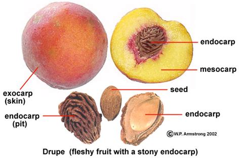 Fruit Terminology Part 4