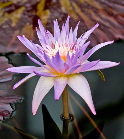 Worldview Photography Water Lilies Etc Purple Dreams