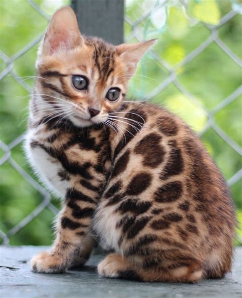The name bengal cat comes from the scientific name for his ancestor the asian leopard cat, p. TICA Registered Bengal Kittens For Adoption Offer