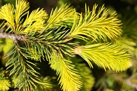 Picea Abies Dandylion Norway Spruce Conifer Kingdom
