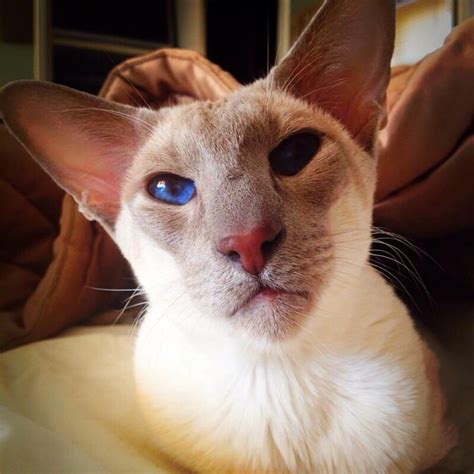 Lilac Point Siamese Beautiful Cats Cats And Kittens Oriental