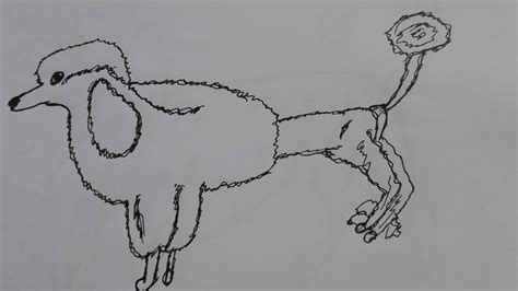 How to draw a poodle dog-draw a cute poodle-draw a poodle dog step by