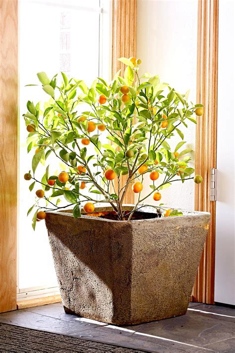 22 Of The Most Beautiful Blooming Houseplants Grow Fruit Indoors