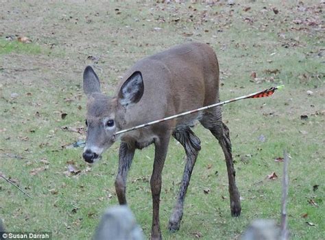 Deer Impaled With Arrow Shot By Blundering Hunt Is Spotted Searching