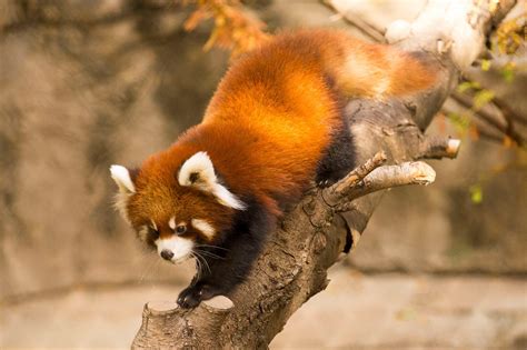 Red Panda Cubs Leaving Lincoln Park Zoo Chicago News Wttw
