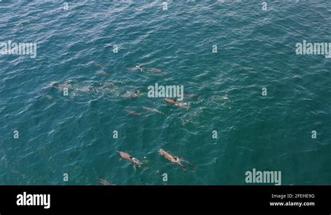 Dolphin Pod Group Swimming In The Maldives Islands Blue Ocean Water