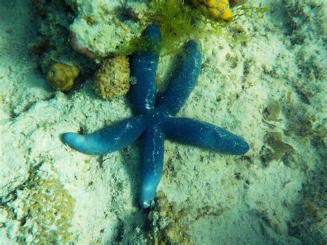 Blue Starfish In The Underwater World Free Image Download