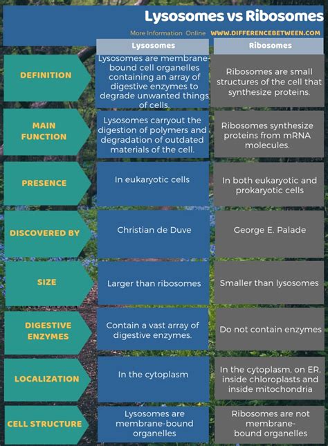 It is a process by which plants prepare their food by using components like carbon dioxide, water, and. Difference Between Lysosomes and Ribosomes | Compare the ...