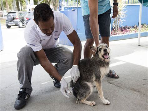 Por que alguns países solicitam vacinação? Vacinação antirrábica em cães e gatos prossegue em Macaé ...