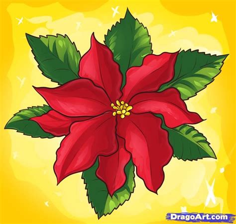 How To Draw A Poinsettia Flower Drawing Flower Drawing Tutorials