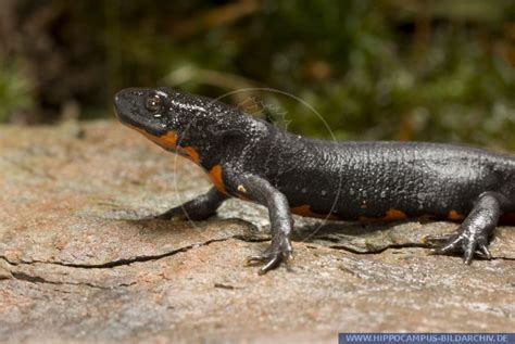 Check spelling or type a new query. Cynops orientalis alias Chinese Fire Belly Newt ...