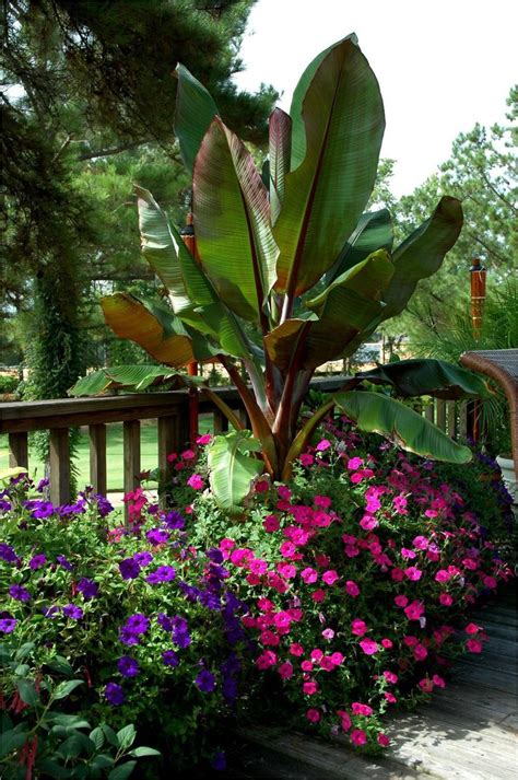 Red Ethiopian Banana Good Container Plant The Abyssinian Banana Trees