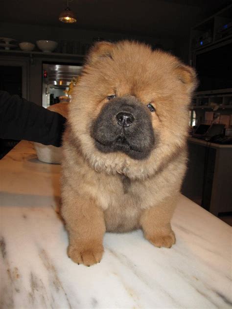 Chow Chow Puppylove That Face Animals Chow Chow Chow Chow