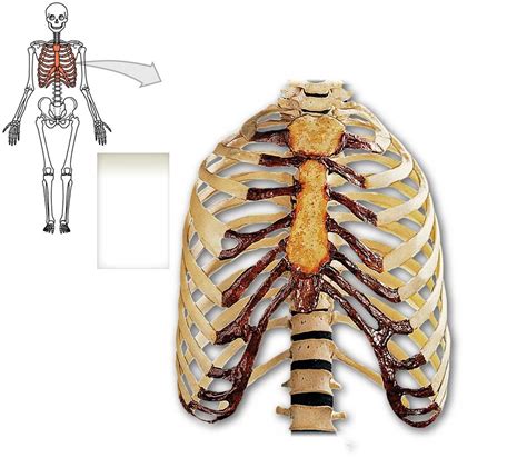 Sternum Diagram Quizlet