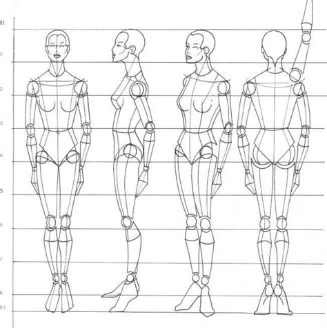 Drawing Female Body Proportions Rule Of Proportion The Human Body