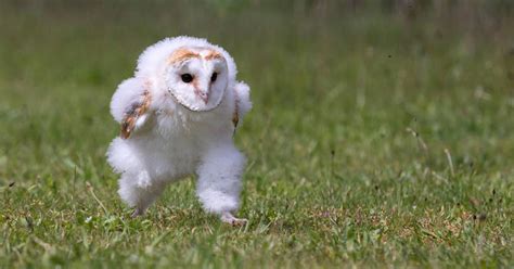 Photographer Captures Baby Barn Owl Mid Run Petapixel