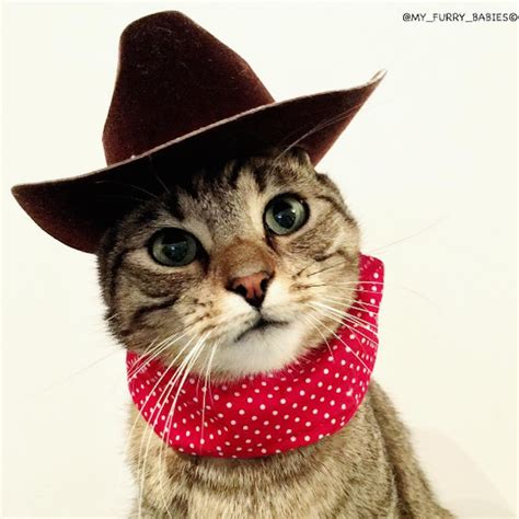 See more ideas about cats, cowboy hats, cute animals. Meet My Furry Babies, 3 Cats Who Dress for Multiple Parts ...