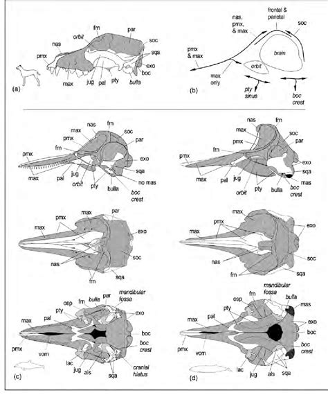 Figure 4 From Elements Of Beaked Whale Anatomy And Diving Physiology