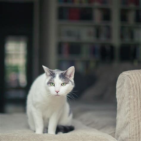 White And Grey Cat On Couch Looking At Birds Photograph By Cindy Prins
