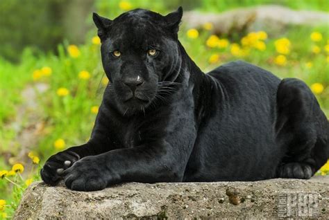 Black Leopard Panteras Felino Felinos Pantera Negra