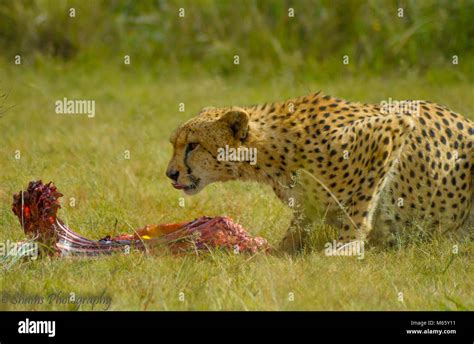 Flesh Eating Animals High Resolution Stock Photography and Images - Alamy