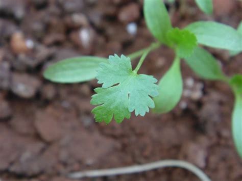 Leaves, on small potted plants. Coriander | Growing cilantro, Veggie garden, Small garden