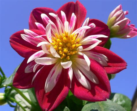 A member of the compositae (also called asteraceae) family of dicotyledonous plants, its garden relatives thus include the sunflower, daisy, chrysanthemum. Dahlia (Mexico) | Dahlia is a genus of bushy, tuberous ...