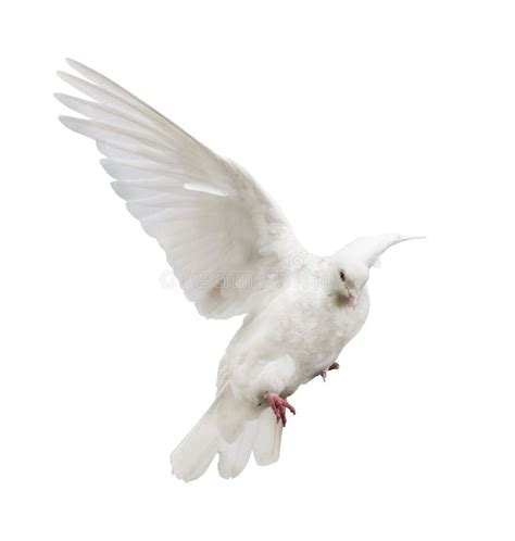 3190 Pigeon Wings Isolated White Stock Photos Free And Royalty Free