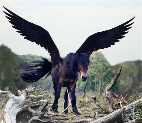Is a diversified junior mining canadian exploration company with a specific focus on zinc and other base metal properties in north . Fantasy Art: Brown Pegasus - Adare Elyse