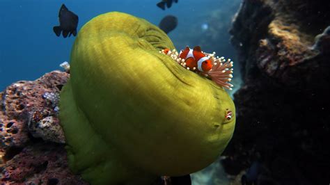 Clownfish In El Nido Exploring Nemos Colorful Realm Palawan Divers