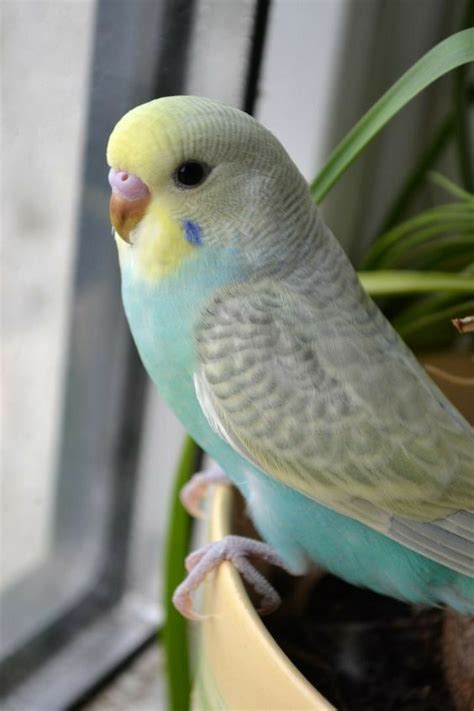 Pin By Linda Henderson On Pretty Bird Best Pet Birds Pet Birds