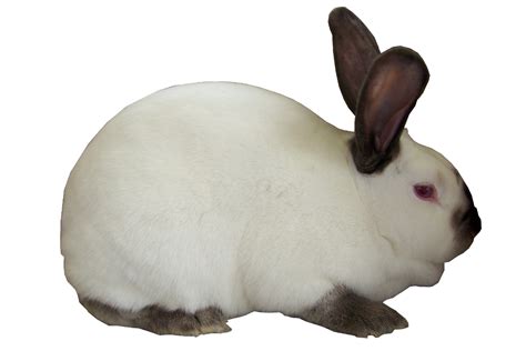 Californian Rabbits Usa Rabbit Breeders