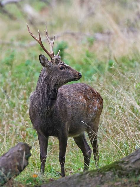 Sika Deer Cervus Nippon Stock Image Colourbox