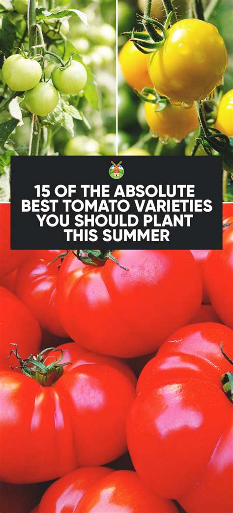 15 Of The Absolute Best Tomato Varieties You Should Plant In Your
