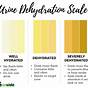 Dehydration Dog Urine Color Chart