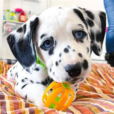Dalmatian These Pure Breed Dalmatian Puppies Are Looking For A Lovely