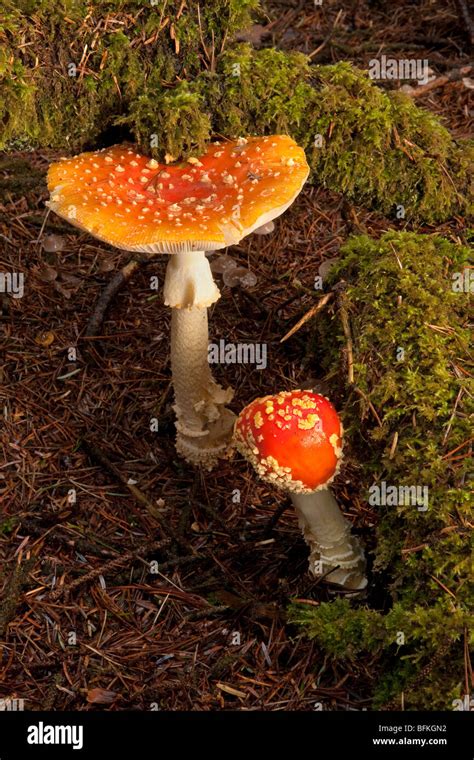 Amanita Mushrooms Hi Res Stock Photography And Images Alamy