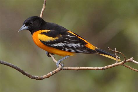 Recent Sightings A Couple New Birds And Updated Oriole Shots